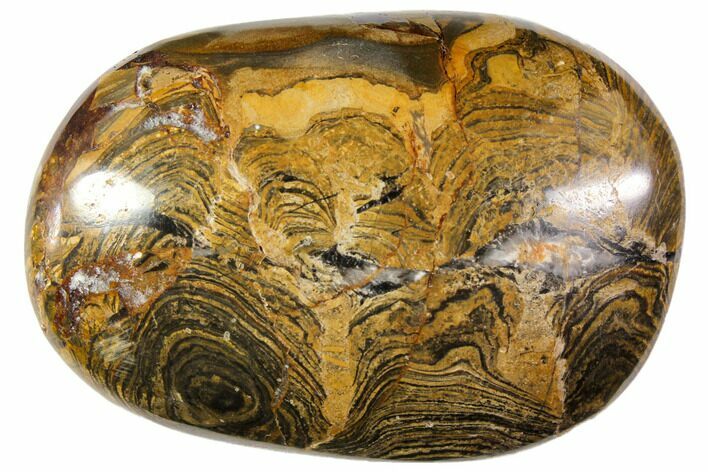 Polished Stromatolite (Greysonia) Pebble - Bolivia #113511
